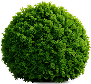 bush