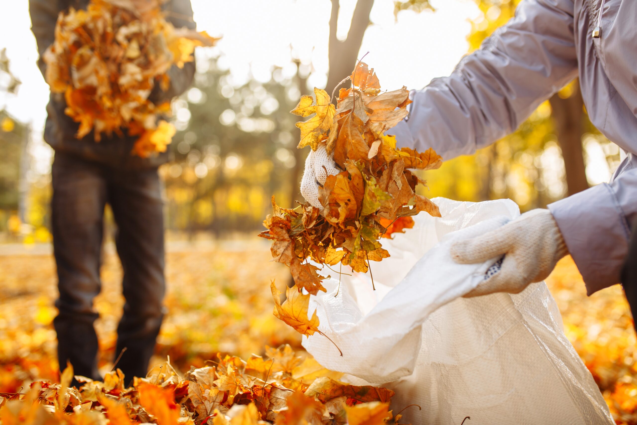 Fall Seasonal Cleanup Services For lawn care in Frisco TX