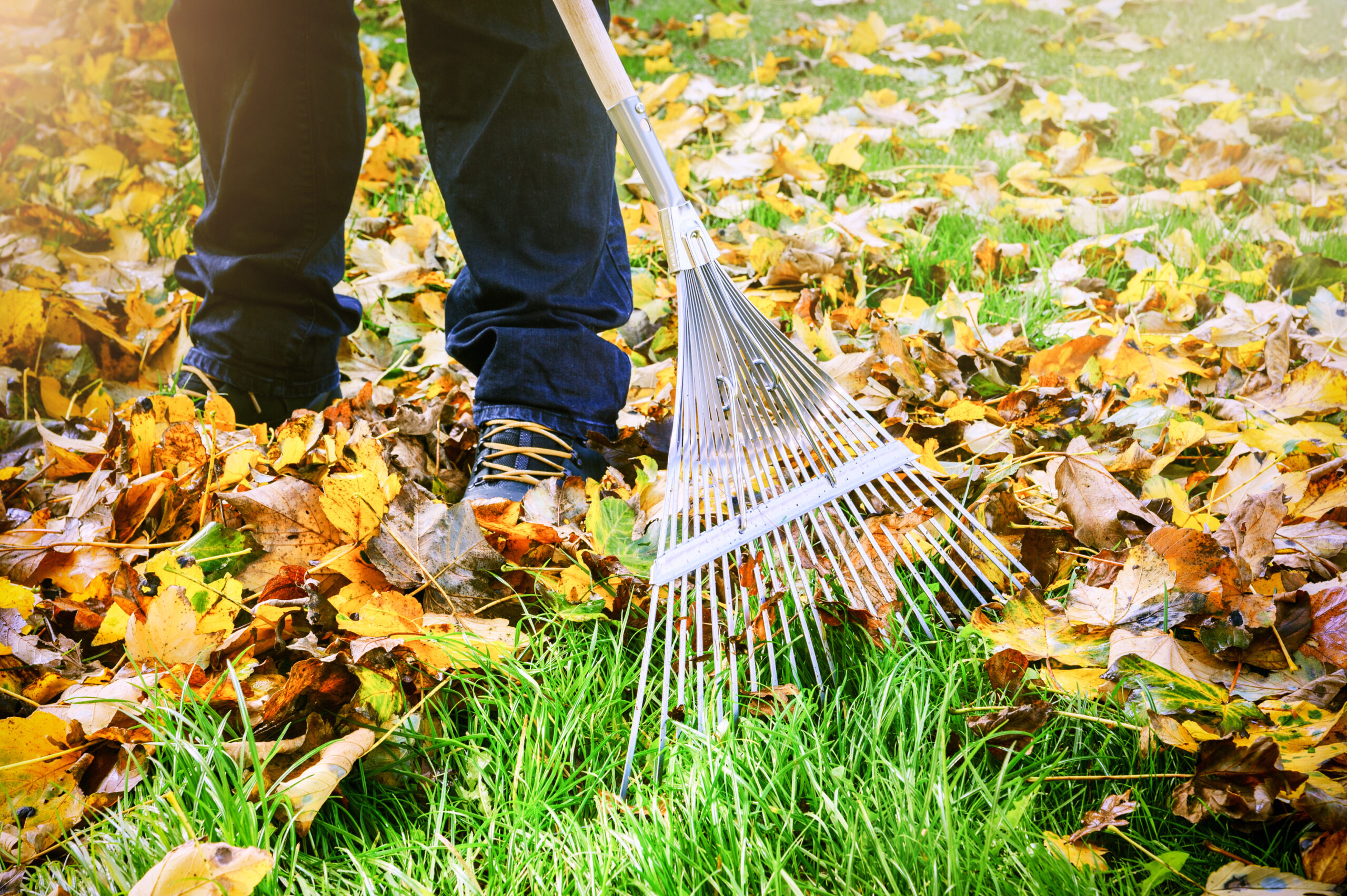 seasonal debris cleanup in Frisco TX